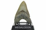 Serrated, Fossil Megalodon Tooth - North Carolina #352411-1